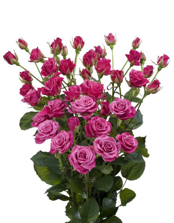 Spray roses Glorious dark-pink 40 A1 FRESH EXCHANGE FZCO Kenya buy wholesale on M-Flowers