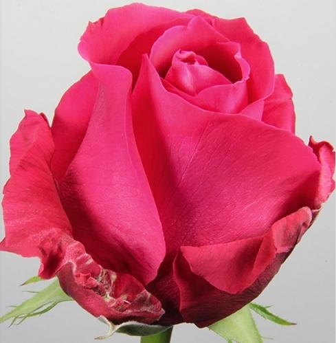 Rose Hotshot 60 A1 Paramo Roses EC buy wholesale on M-Flowers