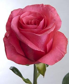 Rose Cerise 40 A1 GOLDEN TULIP FARMS LIMITED KE купить оптом на M-Flowers