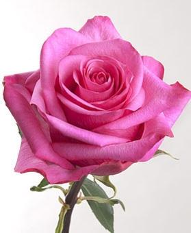 Rose Stiletto 90 A1 Hoja Verde EC buy wholesale on M-Flowers