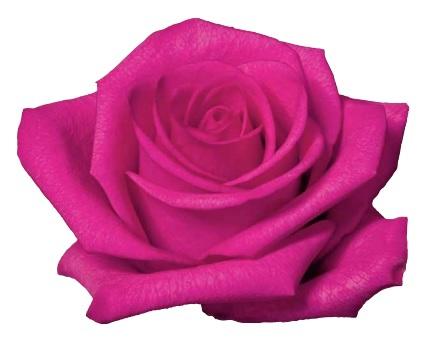 Rose Hot Paris dark-pink 60 A1 La Rosa Ecuador comprar al por mayor en M-Flowers