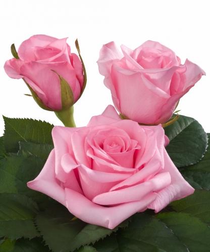 Rose Sanoli dark-pink 50 A1 Farin Roses Ecuador buy wholesale on M-Flowers