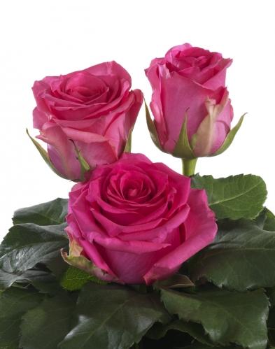 Rose Blitz 40 A1 GOLDEN TULIP FARMS LTD KE buy wholesale on M-Flowers