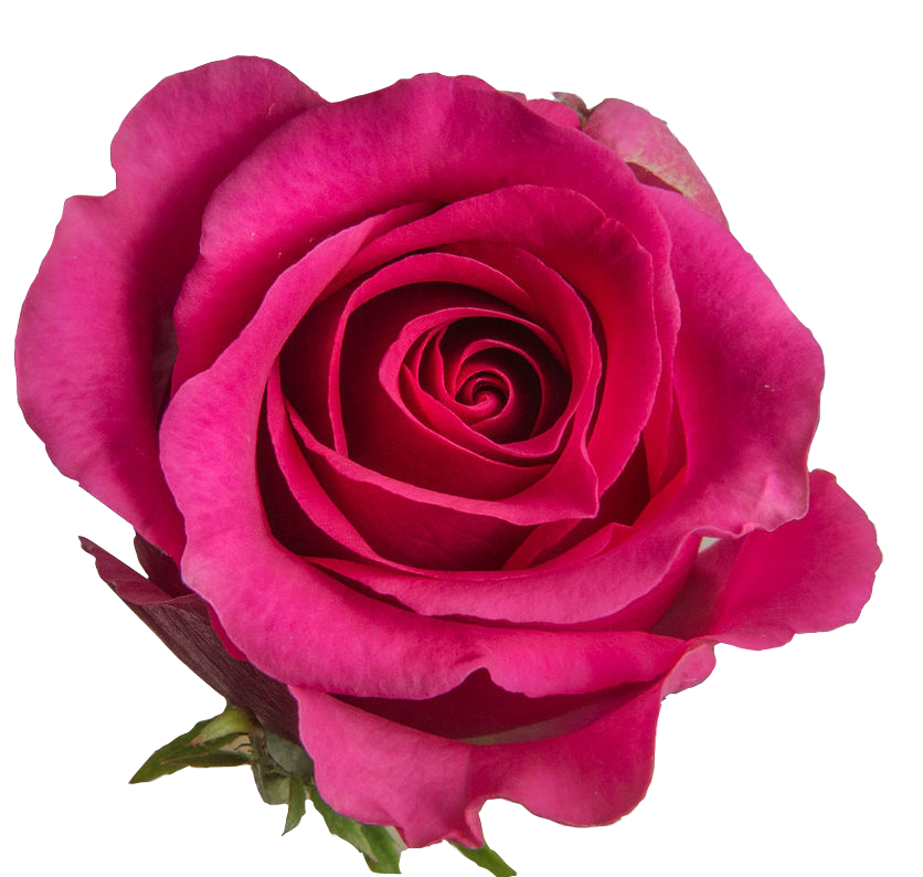 Rose Memory dark-pink 60 A1 GOLDEN TULIP FARMS LTD Kenya comprar al por mayor en M-Flowers