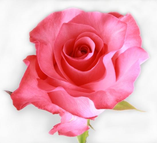 Rose Pink love dark-pink 60 A1 Cantiza Ecuador buy wholesale on M-Flowers