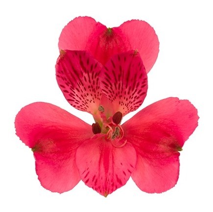 Alstroemeria Rome dark-pink 60 A1 Batian Alstroemeria Rome 60 A1 GOLDEN TULIP FARMS LIMITED KE buy wholesale on M-Flowers