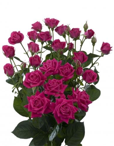 Spray roses Alicia dark-pink 50 A1 Karen Roses Kenya buy wholesale on M-Flowers