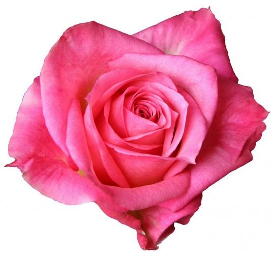 Rose Jaipur 40 A1 FRESH EXCHANGE FZCO KE buy wholesale on M-Flowers