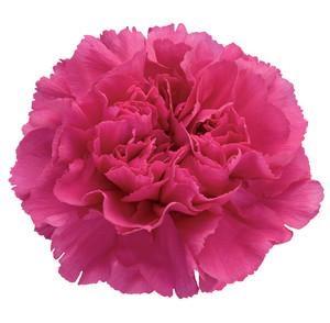 Carnation Mandalay 70 A1 Coexflor EC buy wholesale on M-Flowers