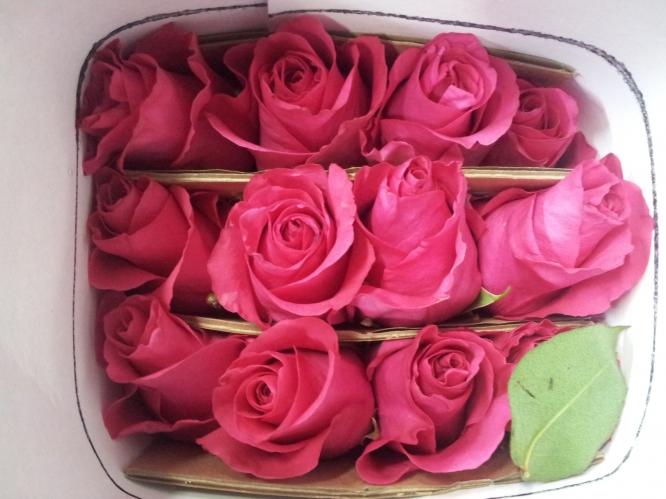 Rose Glow Girl 40 A1 Attar Roses EC buy wholesale on M-Flowers