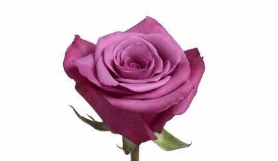 Rose Shogun 50 A1 Flower Village EC buy wholesale on M-Flowers