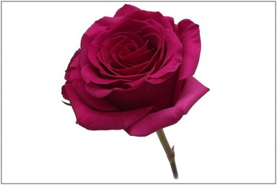 Rose Queenberry dark-pink 60 A1 Agroterranorte Ecuador buy wholesale on M-Flowers