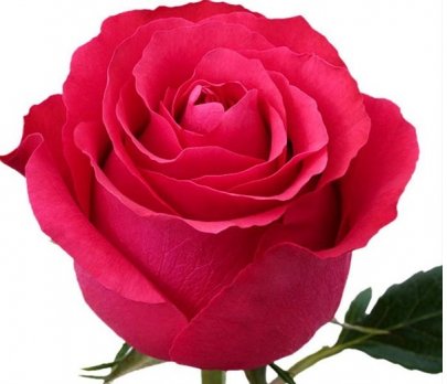 Rose Altamira 50 A1 La Rosa EC buy wholesale on M-Flowers