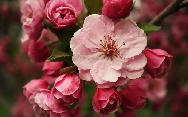 Gypsophila Pink Blossom 80 A1 Much Flowers EC buy wholesale on M-Flowers