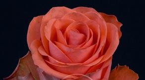 Rose Showgirl dark-pink 50 A1 Rose Showgirl 50 A1 Ecuagarden EC buy wholesale on M-Flowers