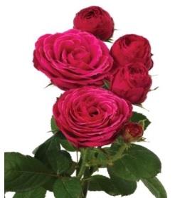 Spray roses Hot Pink Lace dark-pink 50 A1 Tambuzi Limited Kenya buy wholesale on M-Flowers