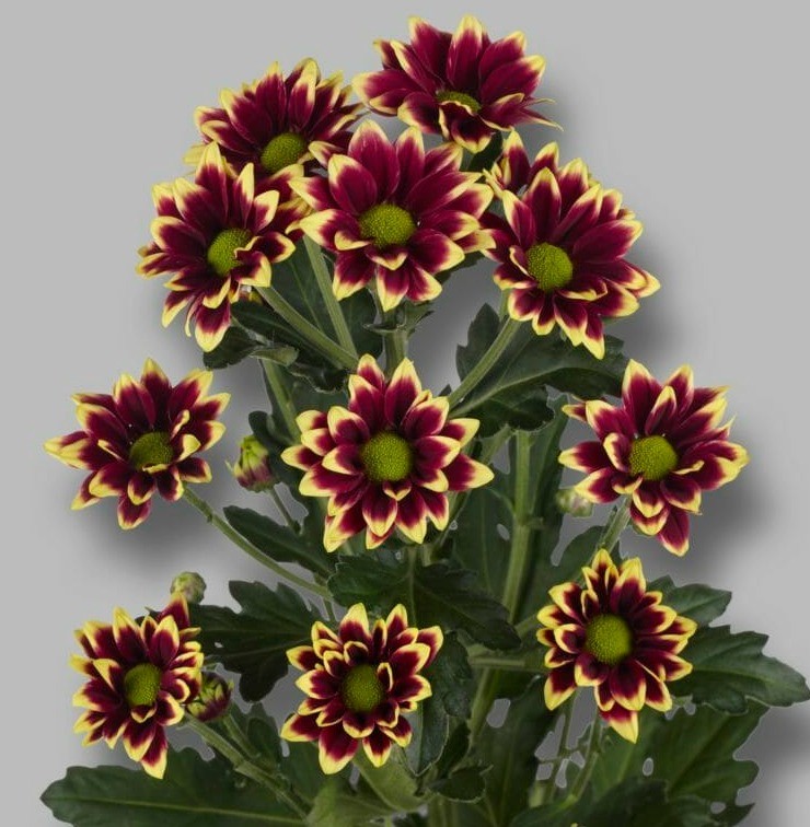 Chr t Haydar Yellow 65 A1 Zentoo NL buy wholesale on M-Flowers