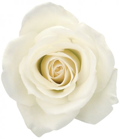 Rose Escimo white 40 A1 Green Rose Ecuador buy wholesale on M-Flowers