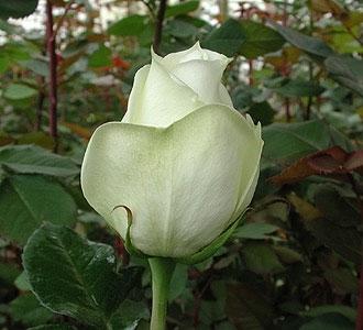 Rose Polo 40 A1 ROYAL FLOWERS EC buy wholesale on M-Flowers