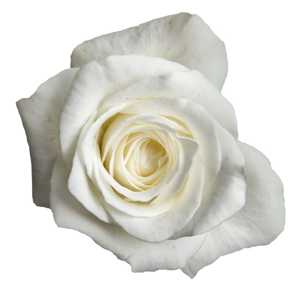 Rose Akito 40 A1 Much Flowers EC buy wholesale on M-Flowers