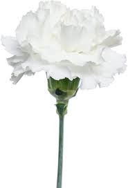 Carnation White 65 A1 QUALIFERUS RU comprar al por mayor en M-Flowers