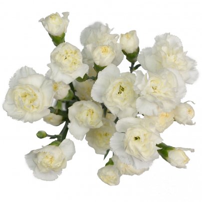Carnation Mini-Spray White white 70 A1 Carnation Mini-Spray White 70 A1 KM FLOWERS EC buy wholesale on M-Flowers