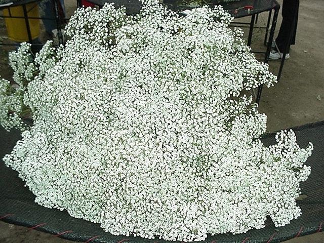Gypsophila Million Star white 70 A1 Gypsophila Million Star 70 A1 Floramar EC comprar al por mayor en M-Flowers