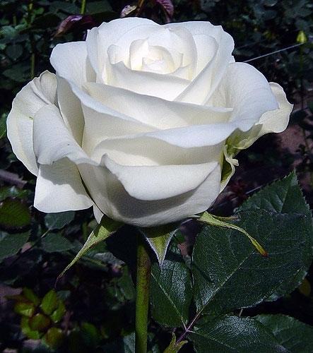 Rose Inocencia white 40 A1  Ecuador buy wholesale on M-Flowers