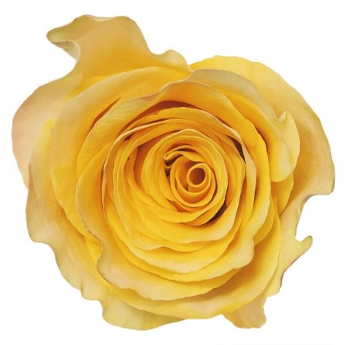 Rose Downtown yellow 40 A1 Rose Downtown 40 A1 ROSETO LTD KE купить оптом на M-Flowers
