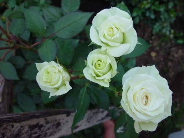 Spray roses Viviane white 40 A1 Spray roses Viviane 40 A1 LA JOSEFINA EC buy wholesale on M-Flowers