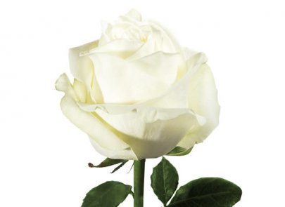 Rose Polar Star 50 A1 Cantiza EC buy wholesale on M-Flowers