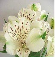 Alstroemeria Supreme white 85 A1 Much Flowers Ecuador comprar al por mayor en M-Flowers