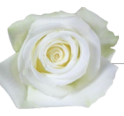 Rose White Dove 40 A1 ROYAL FLOWERS EC buy wholesale on M-Flowers