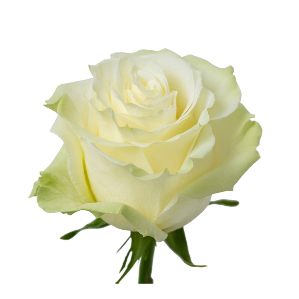 Rose Mondial ZC ROSES | M-flowers – mercado mayorista de flores