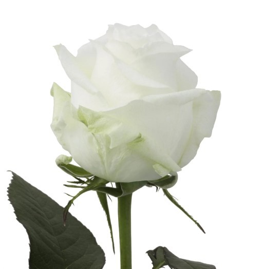 Rose Proud white 40 A1 GOLDEN TULIP FARMS LTD Kenya buy wholesale on M-Flowers