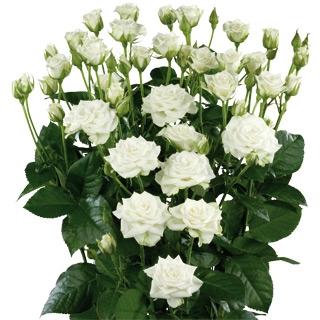 Spray roses Snowflakes 50 A1 KAREN ROSES LTD KE buy wholesale on M-Flowers