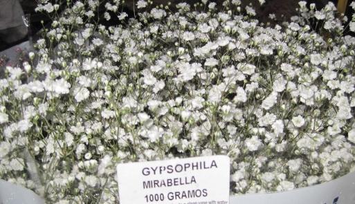 Gypsophila Mirabella 80 A1 Much Flowers EC buy wholesale on M-Flowers