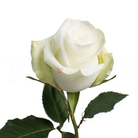 Rose Alba white 50 A1 Altas Cumbres Ecuador buy wholesale on M-Flowers