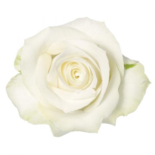 Rose Albatros 40 A1 SHALIMAR FLOWERS (KENYA) LTD KE buy wholesale on M-Flowers