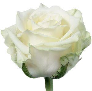 Rose White Naomi 35 A1 GATOKA LTD KE comprar al por mayor en M-Flowers