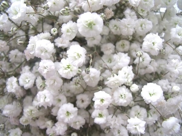 Gypsophila Xcellence 60 A1 SHALIMAR FLOWERS (KENYA) LTD KE buy wholesale on M-Flowers