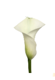 Calla Crystal Blush 70 A1 Decorum NL buy wholesale on M-Flowers