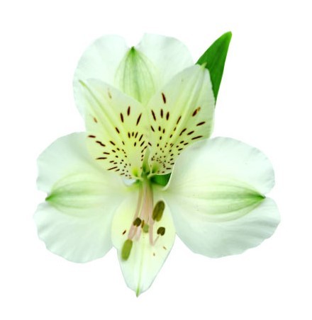 Alstroemeria Whistler white 60 A1 GOLDEN TULIP FARMS LTD Kenya buy wholesale on M-Flowers