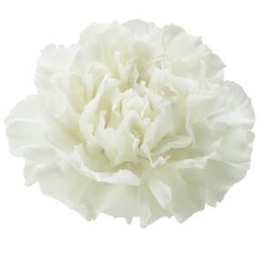 Carnation Randal white 60 A1 Multiflora Colombia buy wholesale on M-Flowers