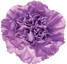 Carnation MIX lilac-lavander 70 A1  Colombia buy wholesale on M-Flowers 1