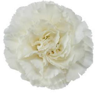 Carnation Foratini white 60 A1 Carnation Foratini 60 A1 TIFLOWER EC buy wholesale on M-Flowers