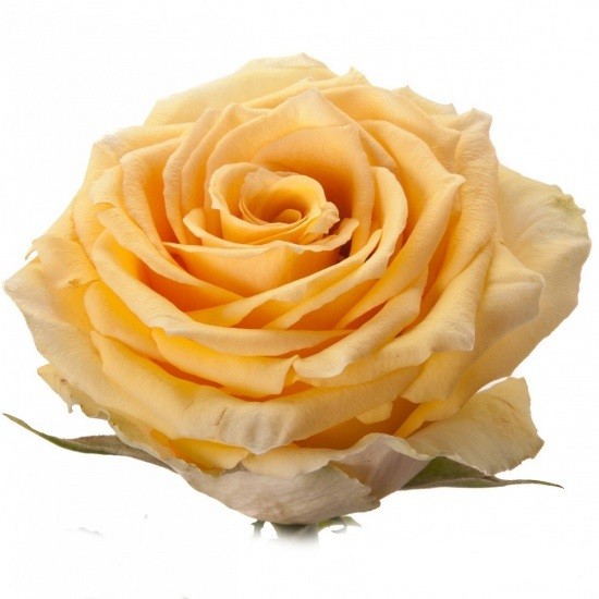 Rose Butterscotch yellow 40 A1 Rose Butterscotch 40 A1 Ecuagarden EC buy wholesale on M-Flowers