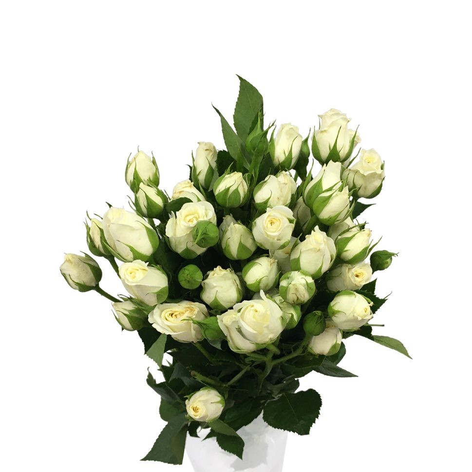 Spray roses Snow Bubble 50 A1 KAREN ROSES LTD KE buy wholesale on M-Flowers