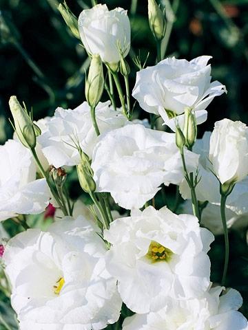 Eustoma White 70 A1 QUALIFERUS RU comprar al por mayor en M-Flowers