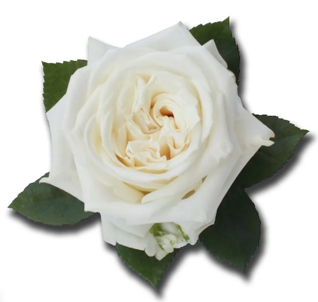 Rose Playa Blanca white 50 A1 Herrera Farms Ecuador buy wholesale on M-Flowers